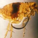Xenopsylla_cheopis_flea_PHIL_2069_lores