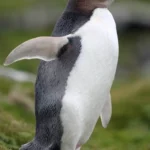 Yellow-Eyed_Penguin