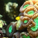 Yellow_Clown_Goby