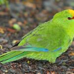 Yellow_crowned_parakeet