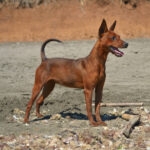 Zwergpinscher_rosso_cervo