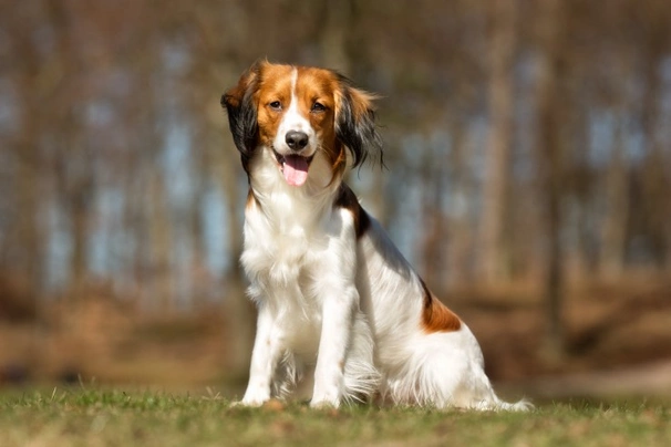 Kooikerhondje