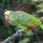 Amazoňan žlutohlavý amazona-ochrocephala.png