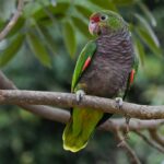 amazona-vinacea-5d38dabb76139