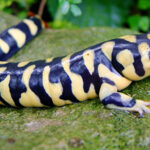 amphibian_tiger-salamander_600x300