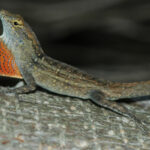 anolis-sagrei
