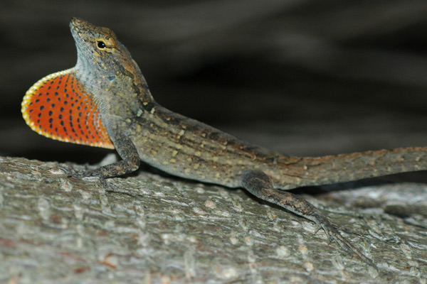 Anolis hnědý