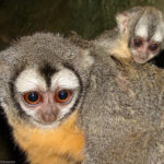 aotus-trivirgatus_09_zoogalaxy