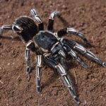 aphonopelma-seemanni