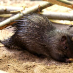 atherurus-africanus