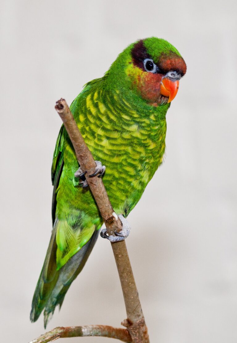 Lori vlnkovaný (filipínský) (Trichoglossus johnstoniae)