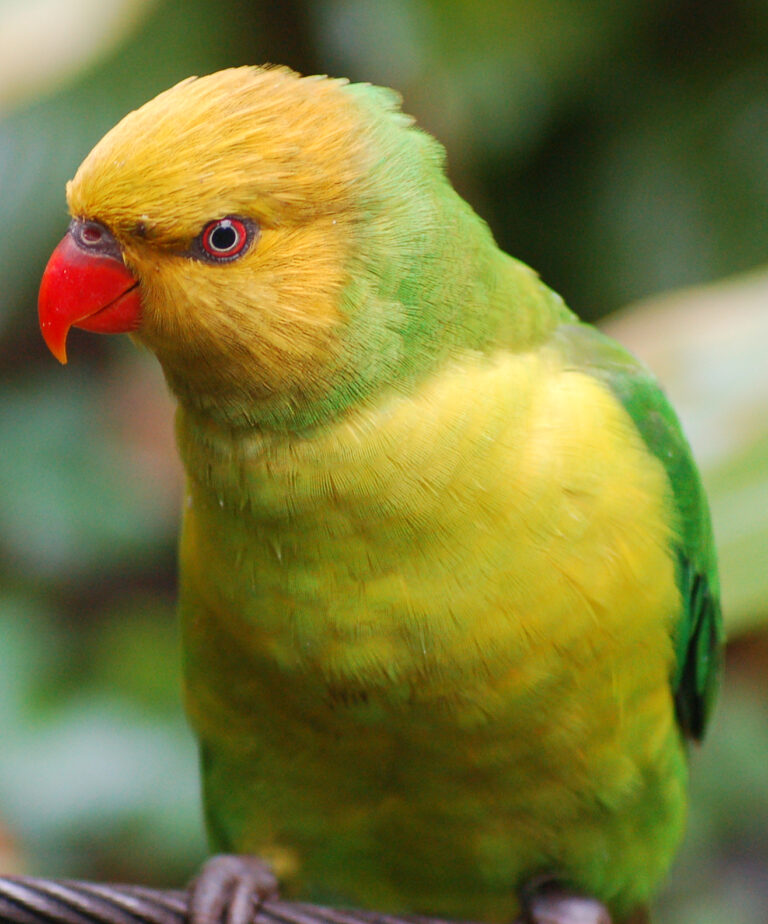 Lori žlutohlavý (Trichoglossus euteles)