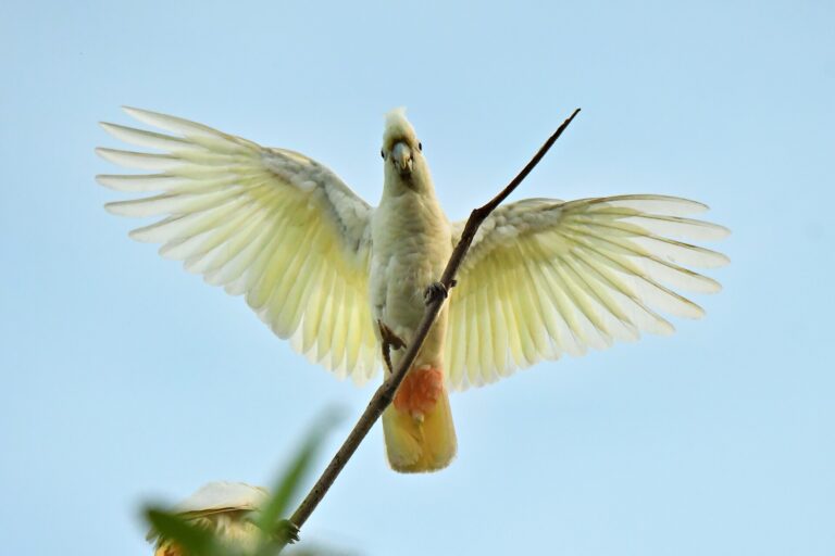 Kakadu filipínský (Cacatua haematuropygia)