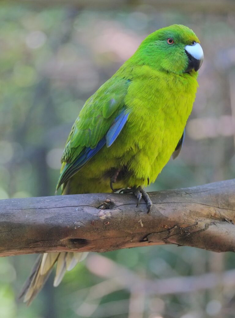 Kakariki jednobarevný (Cyanoramphus unicolor)