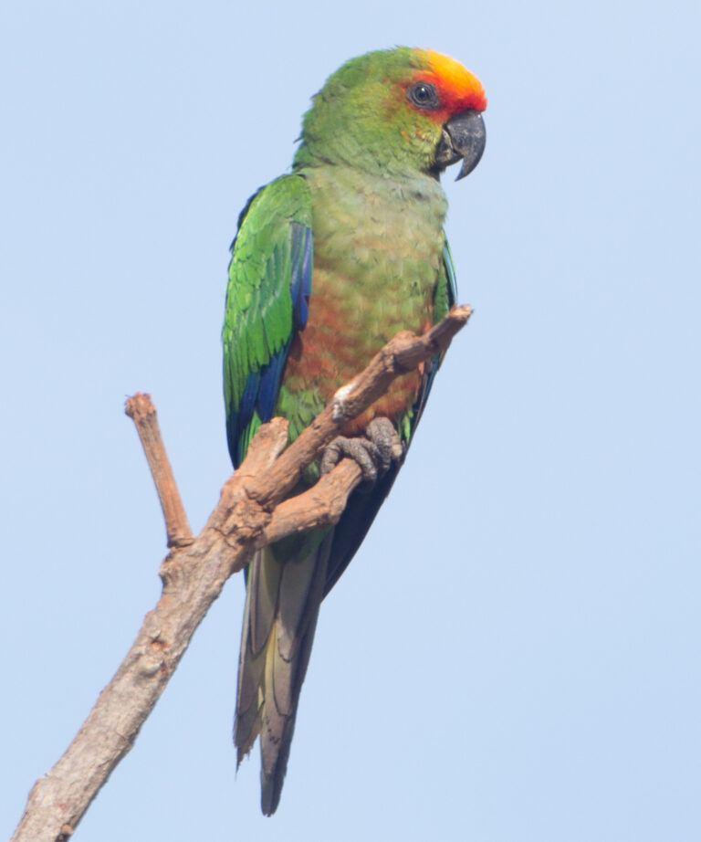 Aratinga zlatohlavý (Aratinga auricapillus)