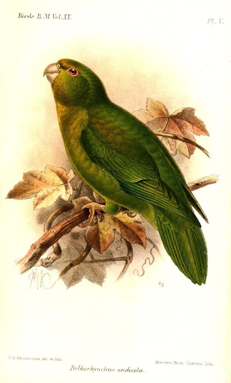 Aymara andský (Bolborhynchus orbygnesius)