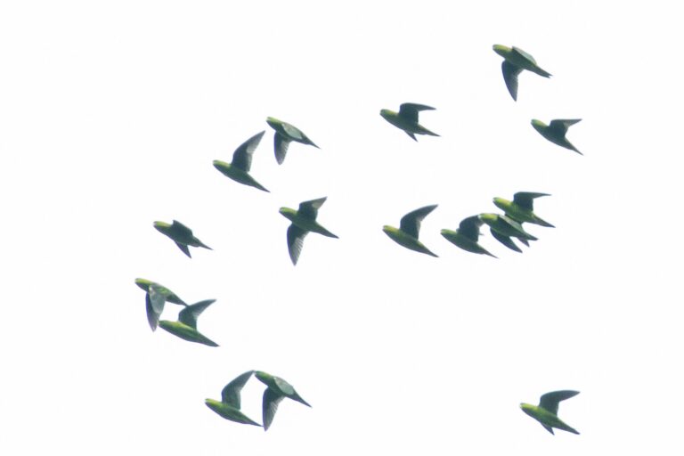 Aymara pruhovaný (Bolborhynchus lineola)