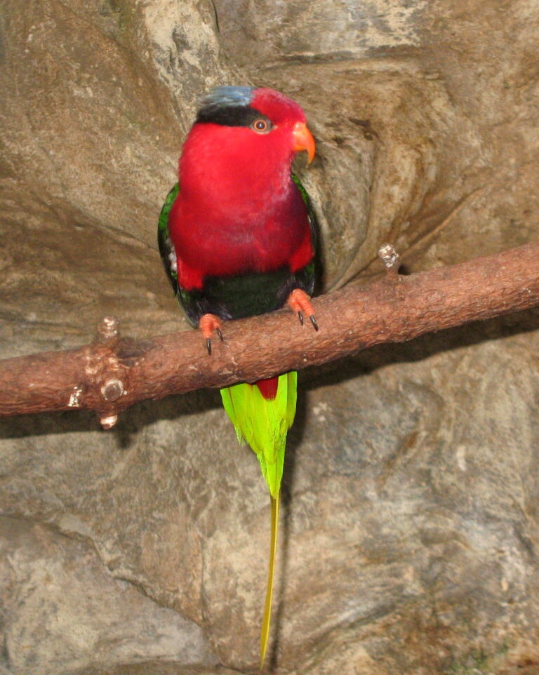 Charmozín papuánský (Charmosyna papou)