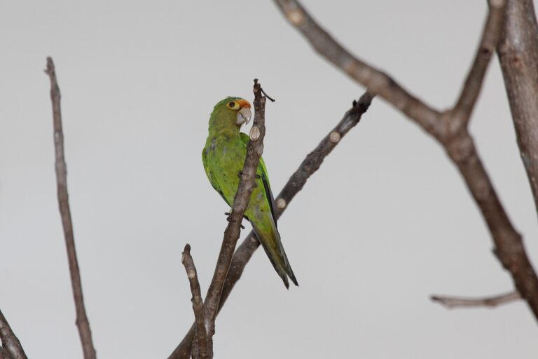 Aratinga oranžovočelý Aratinga oranžovočelý (Aratinga canicularis)