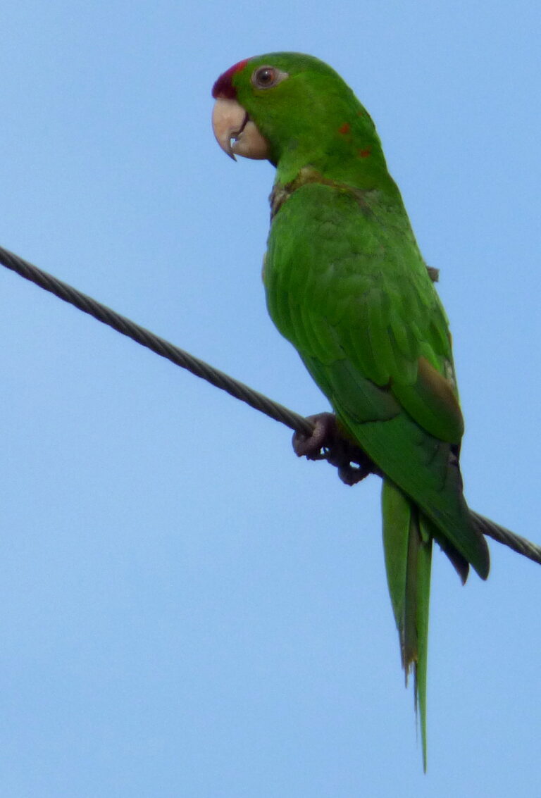 Aratinga skvrnitý (Aratinga wagleri)