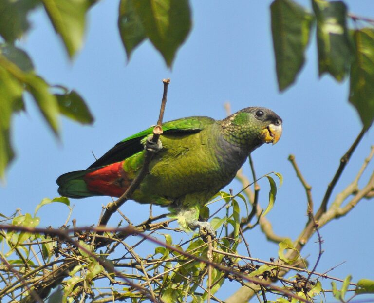 Amazónek šupinkový (Pionus maximiliani)