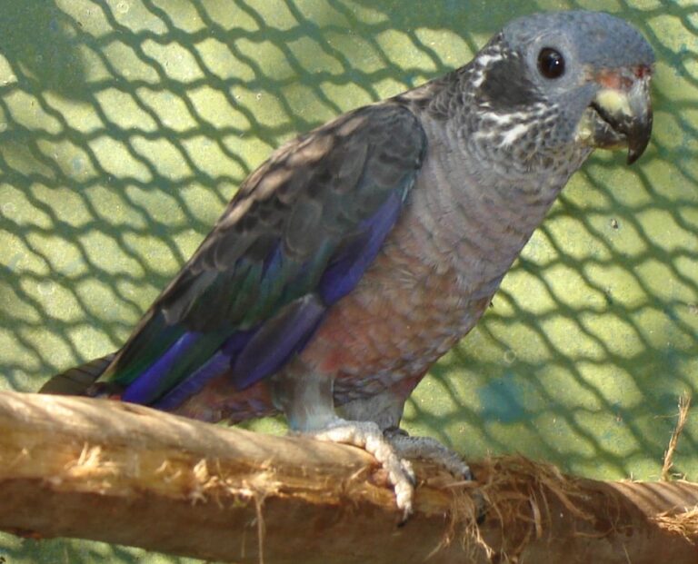 Amazónek tmavý Amazónek tmavý (Pionus fuscus)