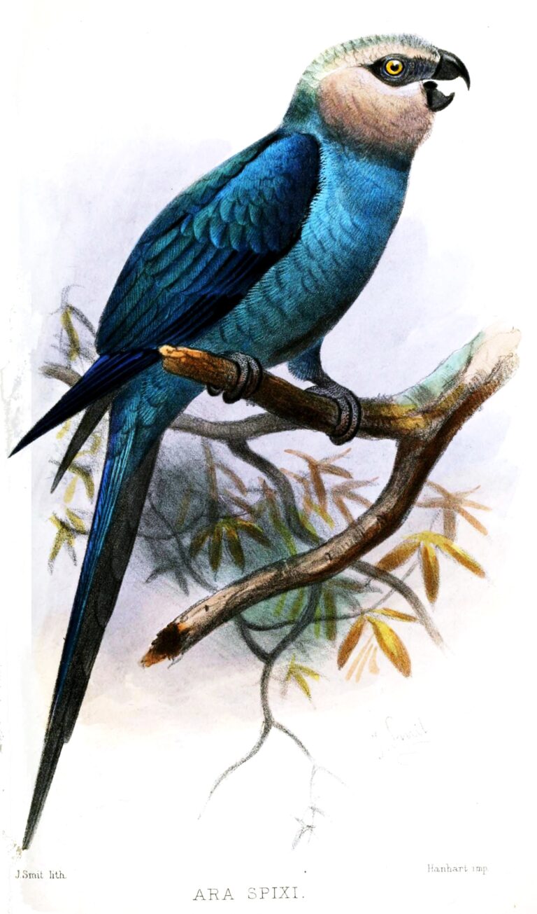 Ara škraboškový Ara škraboškový (Cyanopsitta spixii)