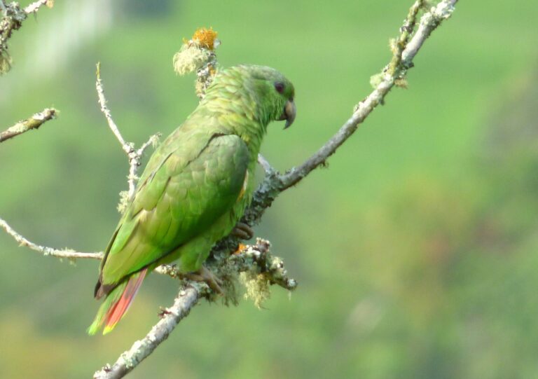 Amazoňan vojenský (Amazona mercenarius)