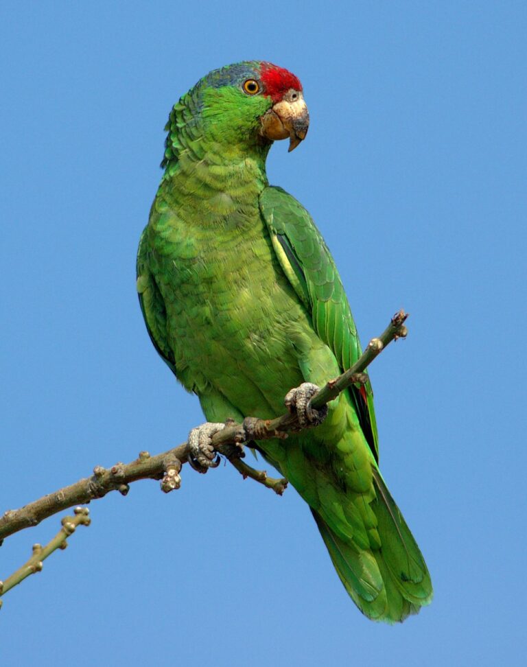 Amazoňan zelenolící Amazoňan zelenolící (Amazona viridigenalis)