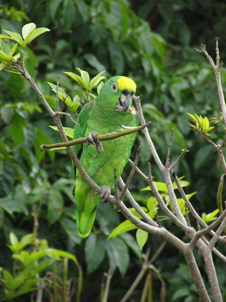 Amazoňan žlutohlavý (Amazona ochrocephala)