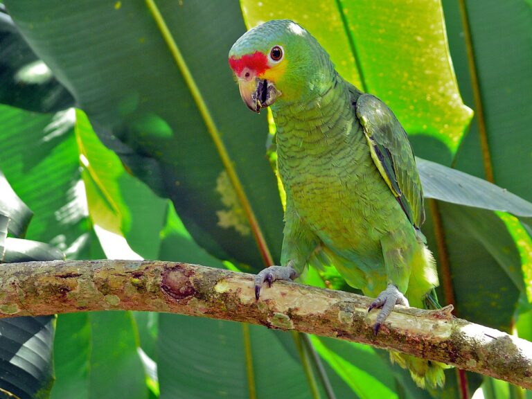 Amazoňan žlutolící (Amazona autumnalis)