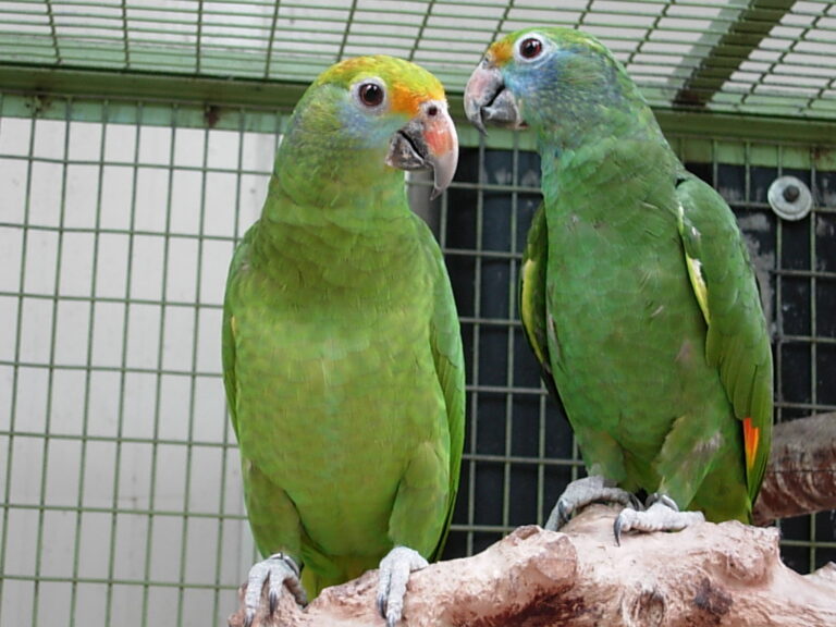 Amazoňan modrolící (Amazona dufresniana)