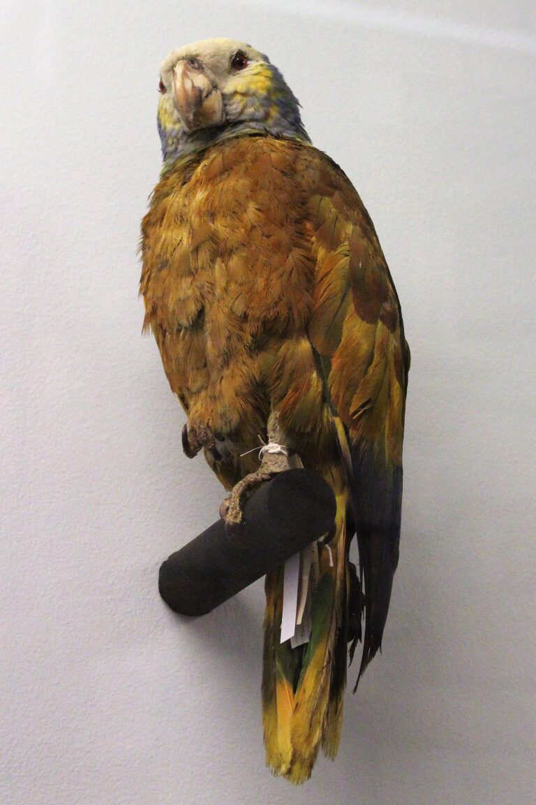 Amazoňan ohnivý (Amazona guildingii)