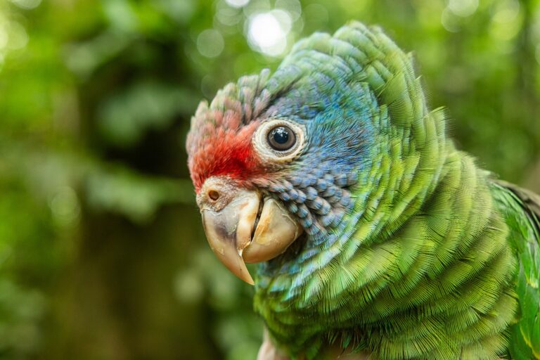 Amazoňan rudoocasý (Amazona brasiliensis)