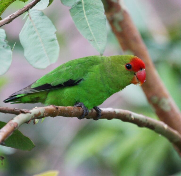 Agapornis etiopský (Agapornis taranta)