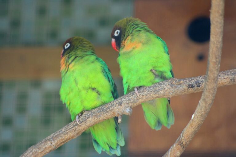 Agapornis hnědohlavý Agapornis hnědohlavý (Agapornis nigrigenis)