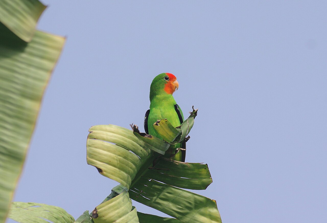 Agapornis oranžovohlavý