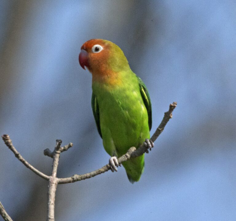 Agapornis růžohlavý (Agapornis lilianae)