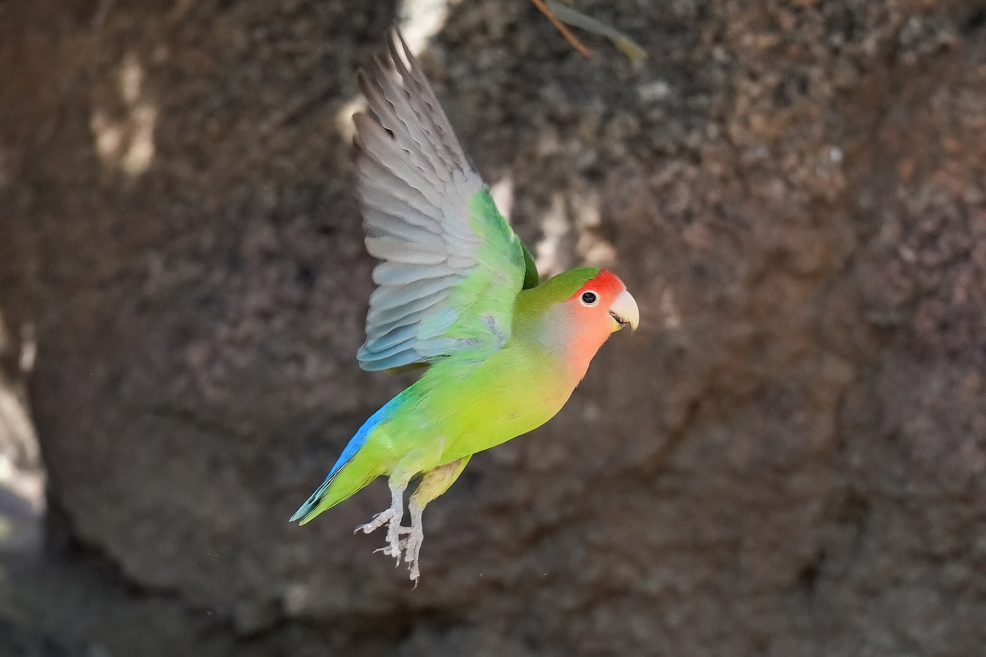 Agapornis růžohrdlý