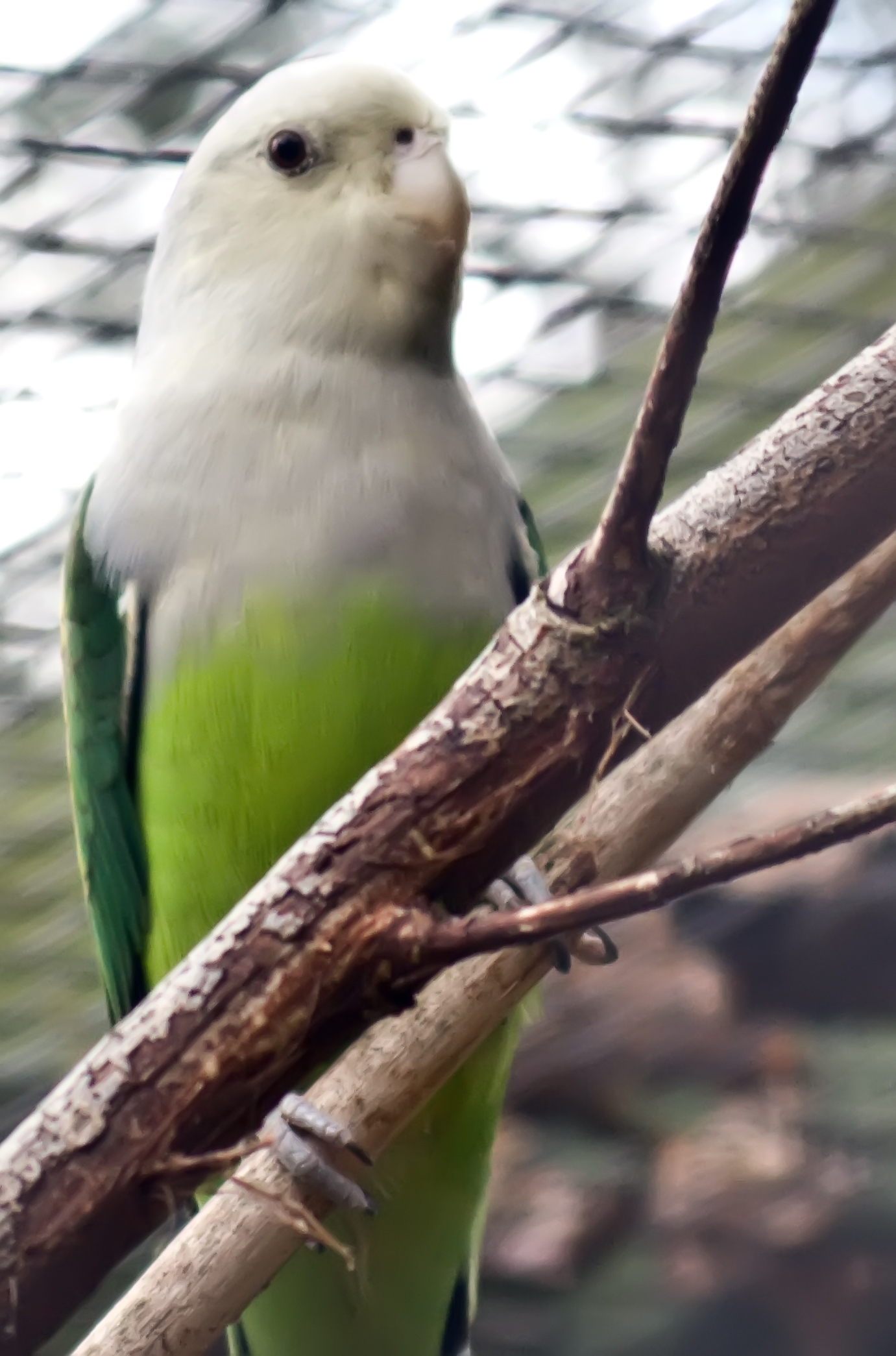 Agapornis šedohlavý