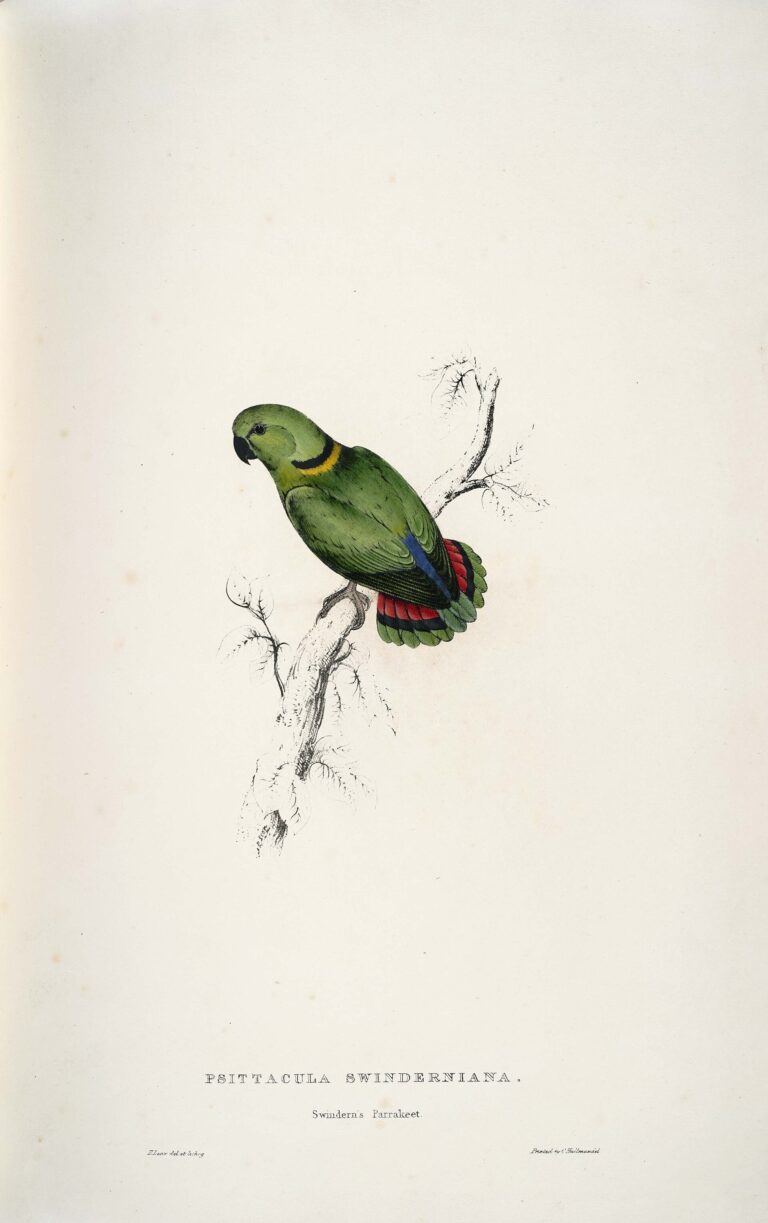 Agapornis zelenohlavý (Agapornis swindernianus)
