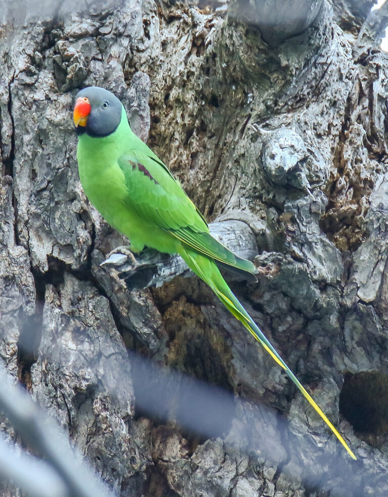 Alexandr černohlavý (Psittacula himalayana)
