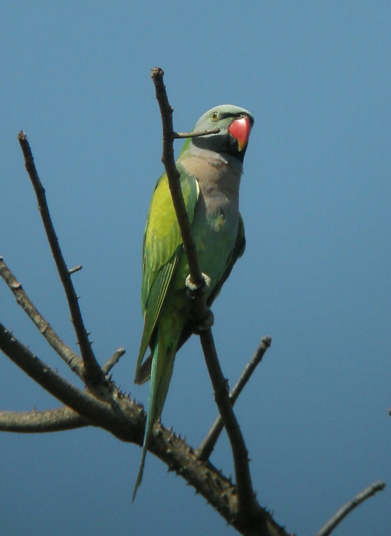 Alexandr růžový vousatý (Psittacula alexandri fasciata)
