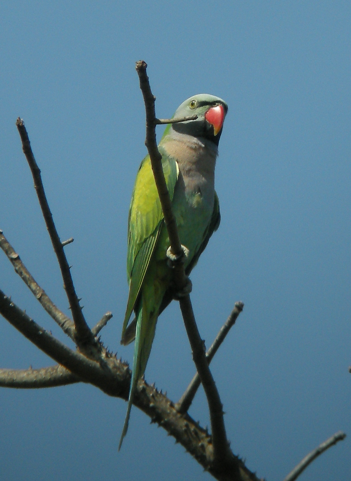 Alexandr růžový vousatý (Psittacula alexandri fasciata)