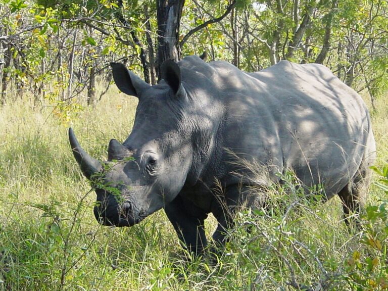 Nosorožec tuponosý jižní (Ceratotherium simum simum)