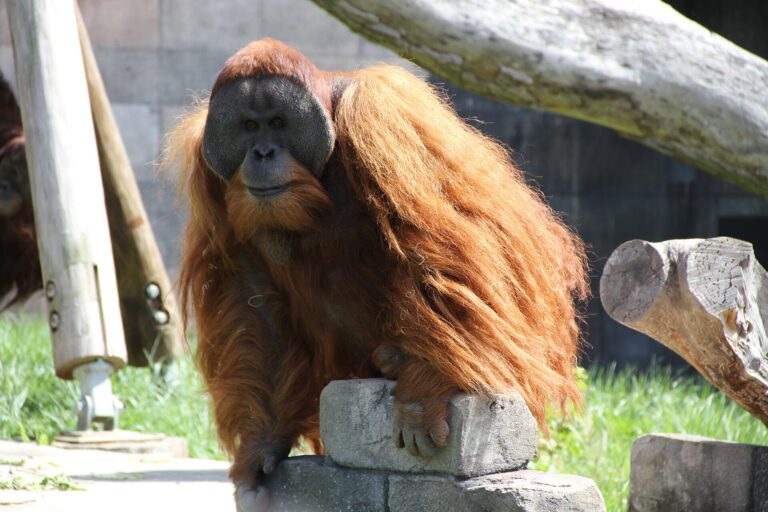 Orangutan sumaterský (Pongo abelii)
