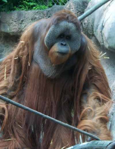 Orangutan bornejský
