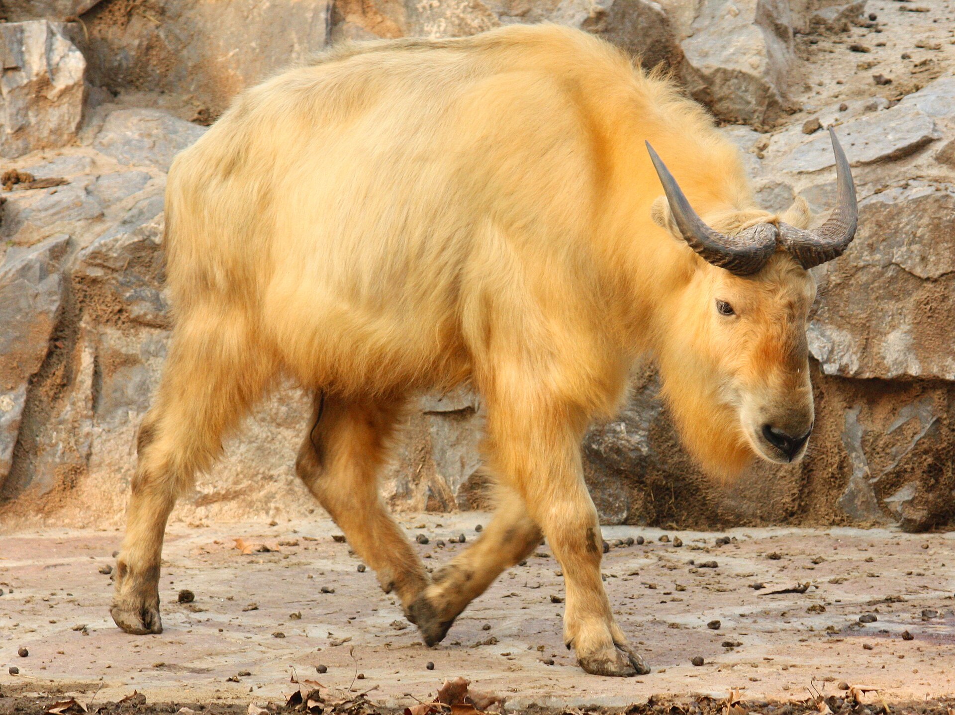 Takin čínský