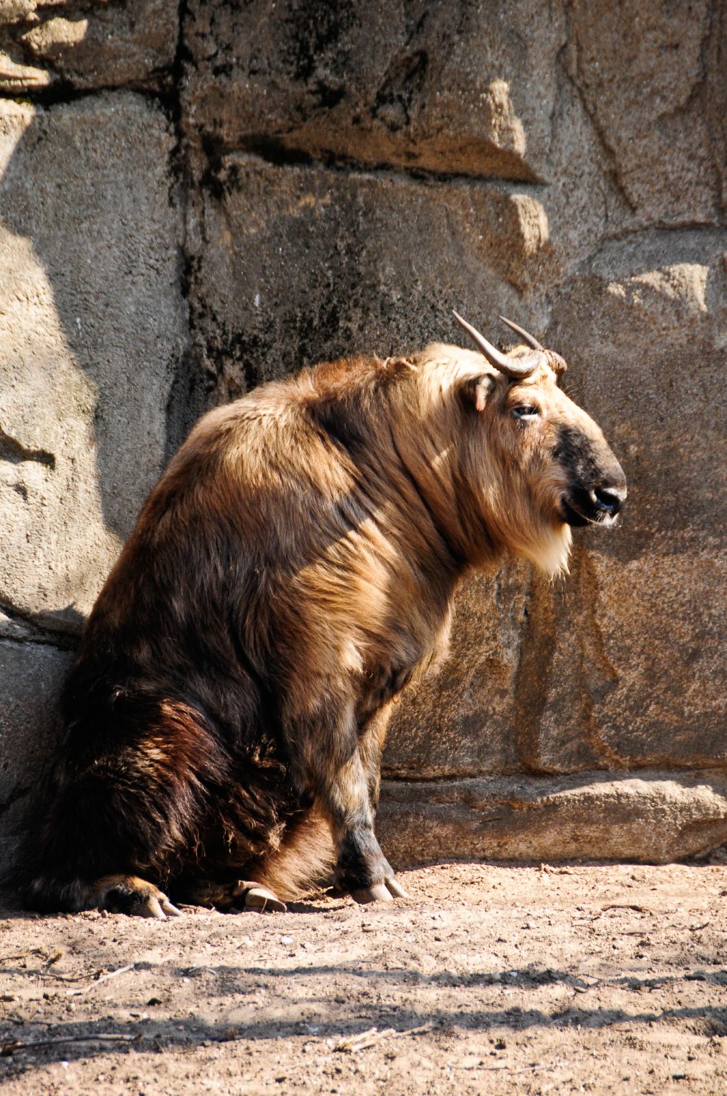 Takin tibetský