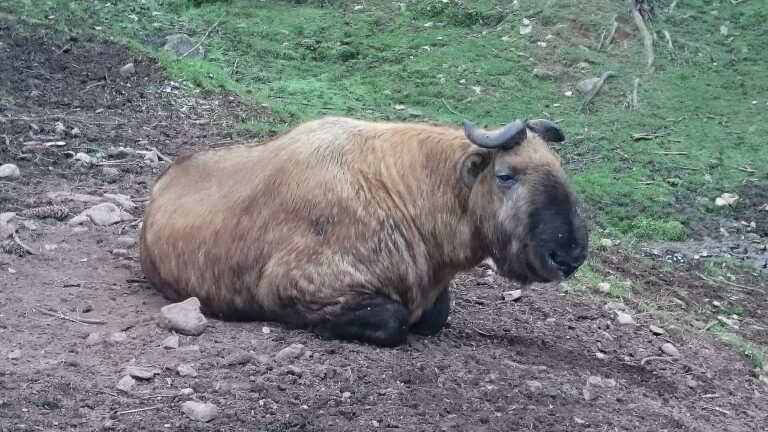 Takin bhútánský (Budorcas taxicolor whitei)